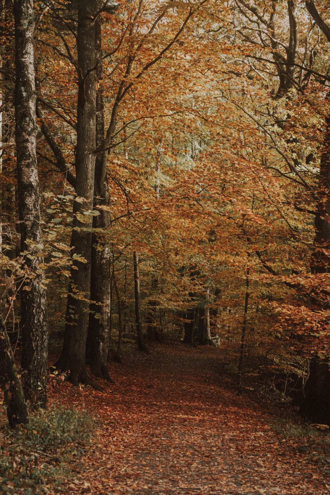 Waldweg im warmen Nachmittagslicht